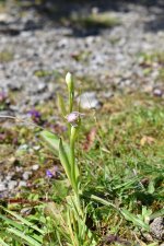 Bee Orchid Brymbo Pool  2.JPG