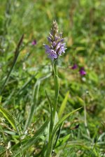 Common Spotted Brymbo Pool  3.JPG