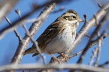 Little bunting?.jpg