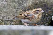 Yellow-throated bunting (female) - resident.jpg