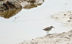 DSC06709 Long-toed Stint @ San Tin.jpg