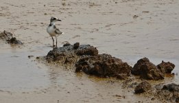 DSC06708 Greater Sandplover @ San Tin.jpg