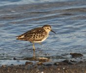 Sandpiper Least 2019-07-09 072.jpg