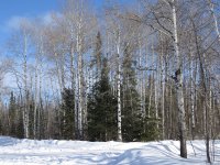 BIrch and spruce forest.jpg