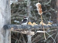 Hairy and Red-breasted.jpg