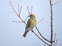 Female Crossbill.jpg