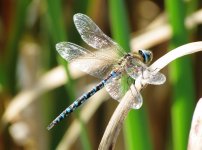 migrant hawker ex IMG_9409 (1010).JPG