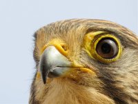 Kestrel eye enlarged.jpg