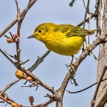 Yellow Warbler_P1140428BF.jpg