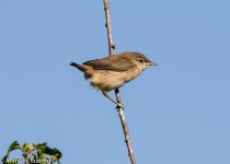 Cetti's Warbler Juv.-6728.jpg