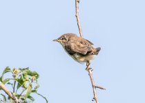 Cetti's Warbler Juv.-6720.jpg