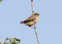 Cetti's Warbler Juv.-6721.jpg