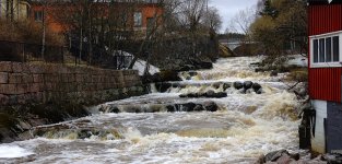 DSC04597 Goosander river @ Viikki.jpg