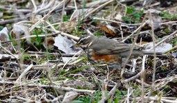 DSC04623 Redwing @ Viikki.jpg