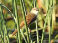 Cisticola ID D.JPG