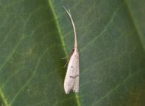 Gelechiid Moth, genus Coydalla-P7315277.jpg