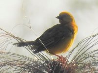 Weaver-ID-D.jpg