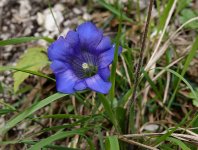 gentian00002small.jpg