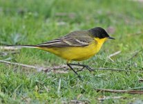 Yellow Wagtail_4415.jpg