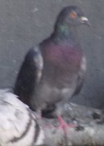 Rock Pigeon.jpg