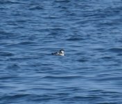 Black Guillemot_Girdle Ness_250819a.jpg