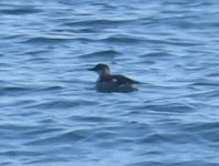 Black Guillemot_Girdle Ness_250819b.jpg