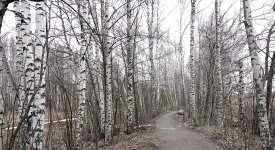 DSC04638 Silver birches @ Viikki.jpg