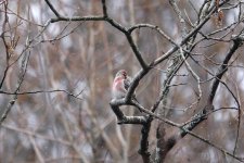 DSC04646 Mealy Redpoll @ Viiki.jpg