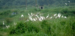 DSC06711 Egrets @ San Ting.jpg