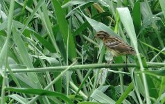 DSC06720 Yellow-breasted Bunting @ San Tin.jpg