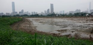 DSC06739 Triangular wader pond @ San Tin.jpg