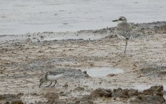 DSC06747 Greater Sandplover @ San Tin.jpg