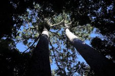 DSC06375 Kauri Pines @ Atherton Tablelands.jpg