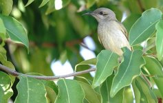 DSC05669 Brown Honeyeater @ Darwin.jpg