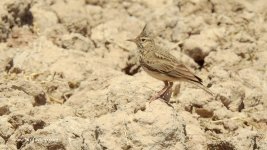 2019.05.22 Crested Lark.JPG