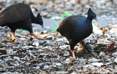 DSC05693 Orange-footed Scrubfowl @ Darwin.jpg