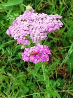 yarrow ex 20190727_121826 (1000).jpg