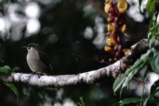 DSC06386 Lewin's Honeyeater @ Atherton Tablelands.jpg