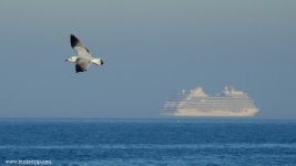 2019.05.22 Audouin's Gull.JPG