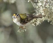 Firecrest7.JPG