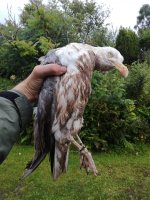 Herring gull.jpg