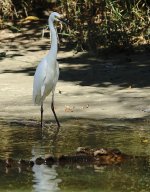 DSC06138 Little Egret @ Kakadu.jpg