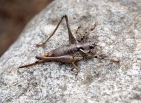 13bush-cricket00001small.jpg