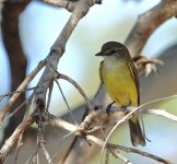 DSC06171 Lemon-breasted Flyrobin @ Kakadu.jpg