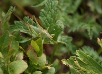 13bush-cricket200001small.jpg