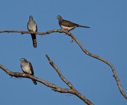 DSC05685 Bar-shouldered Dove @ Darwin.jpg