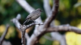 DSC05724 Dusky Honeyeater @ Darwin BG.jpg