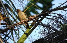 DSC05715 White-gaped Honeyeater @ Darwin BG.jpg