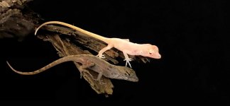 Anolis sagrei 1.jpg