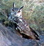 Indian Eagle Owl - Bubo bengalensis 3.jpg